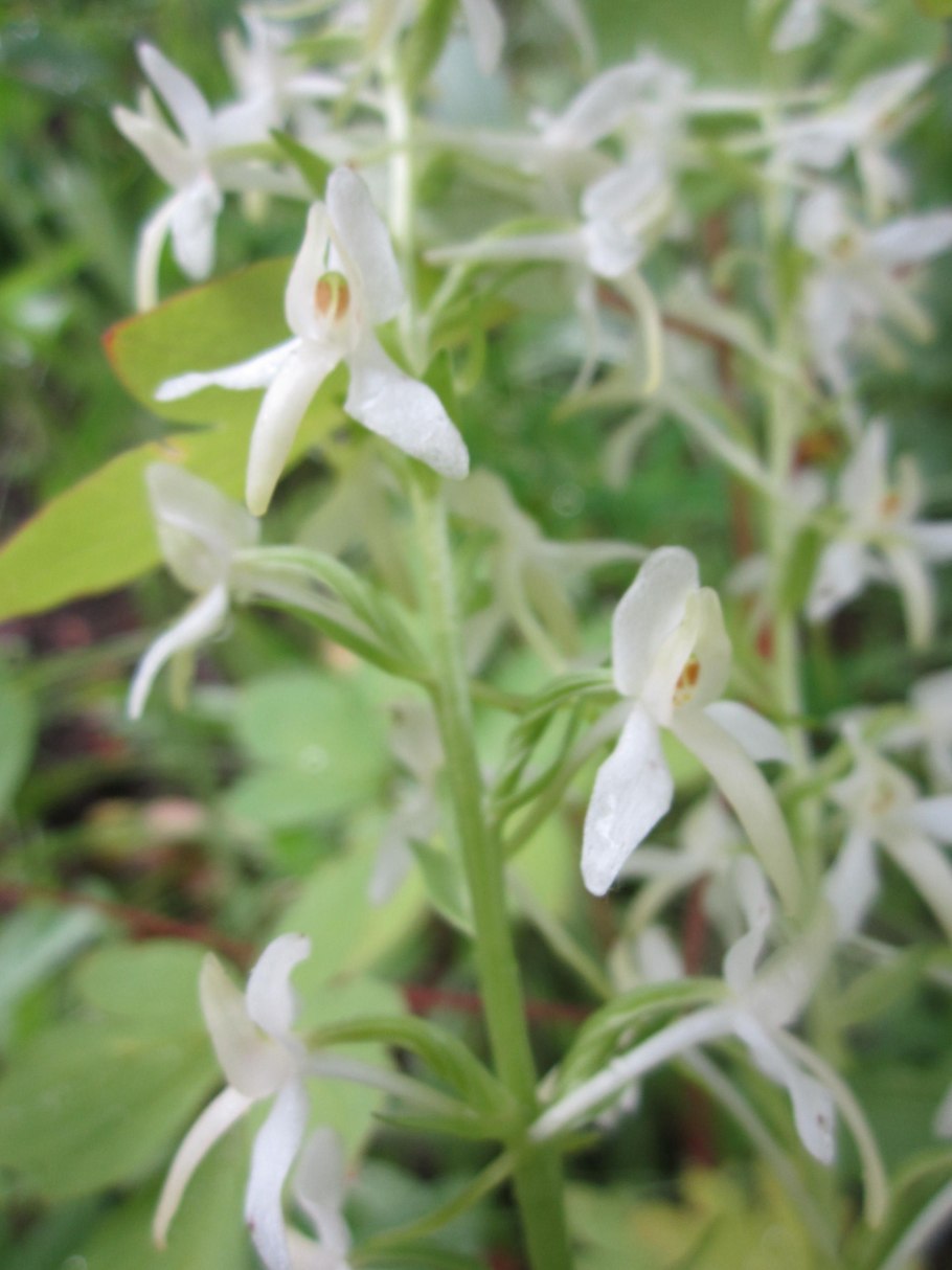 Двулистная Любка или ночная фиалка