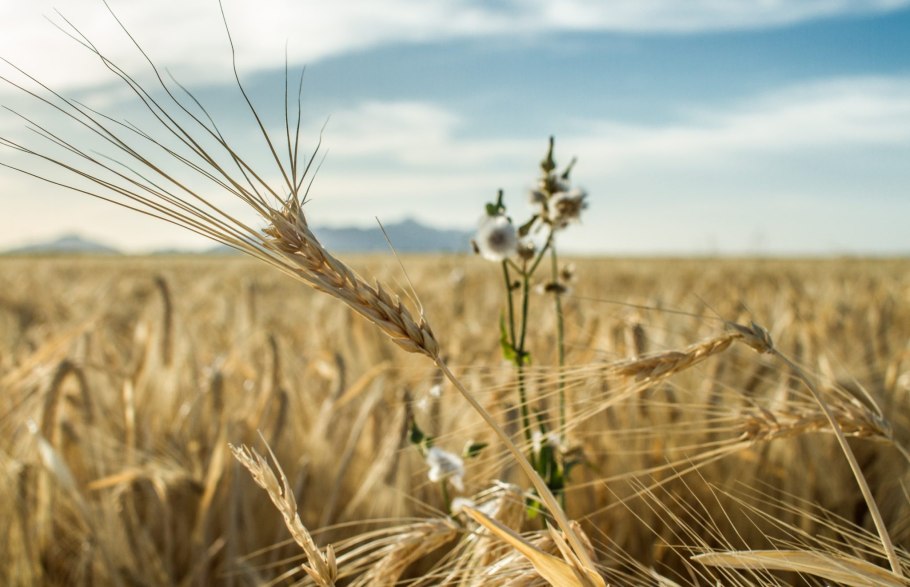 Сорняки на поле