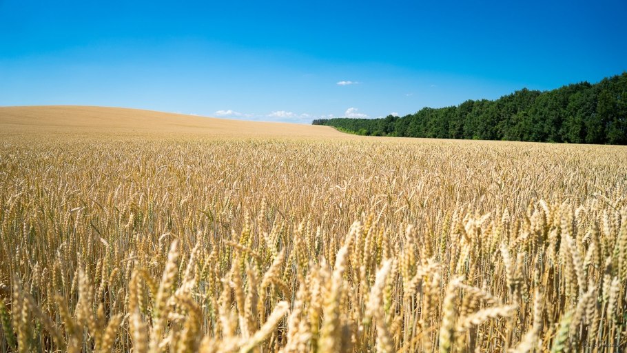 Буудай Арпа жугору