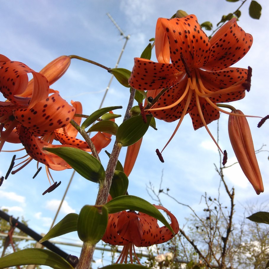 Лилия кудреватая оранжевая