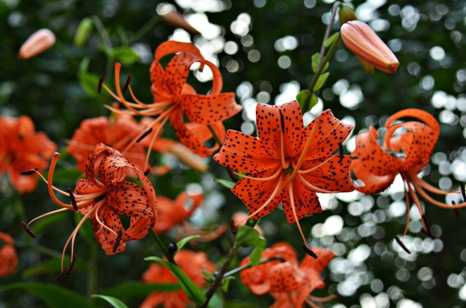 Лилия кудреватая саранка