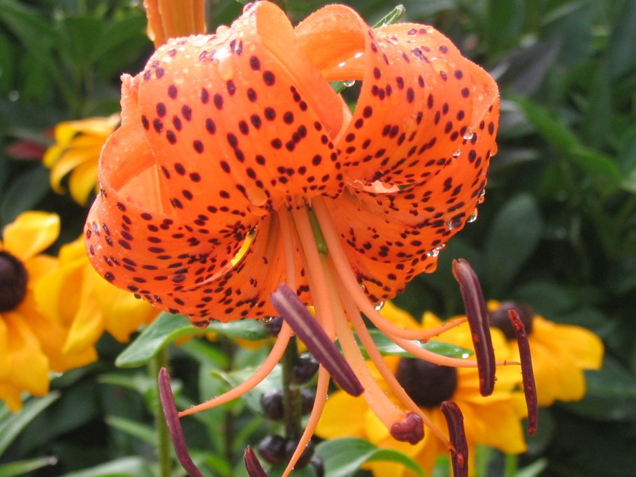 Лилия мартагон саранка