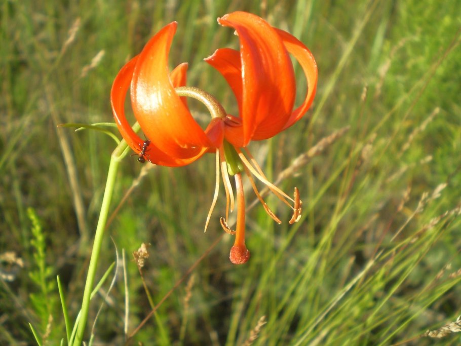 Лилия царские кудри