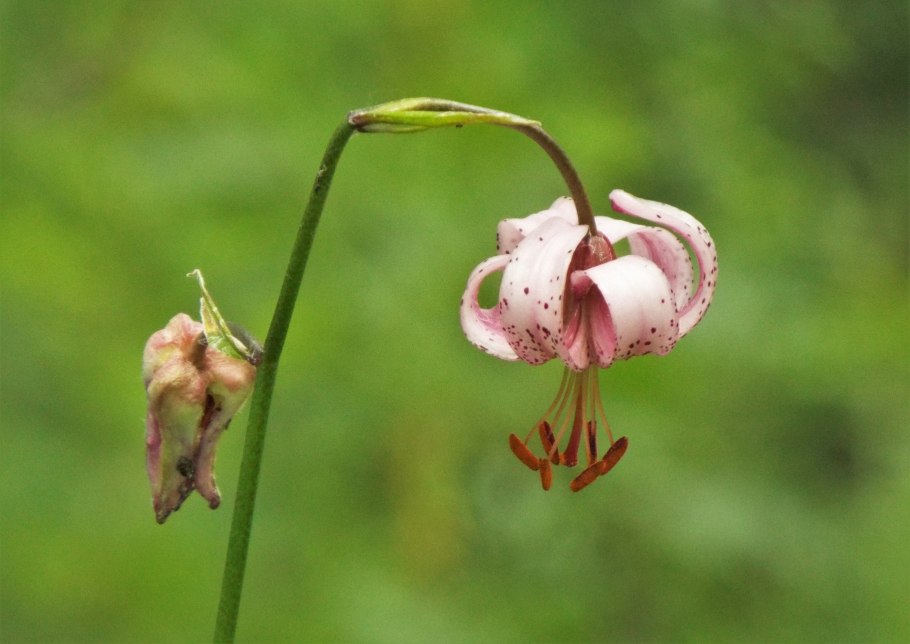 Лилия мартагон саранка