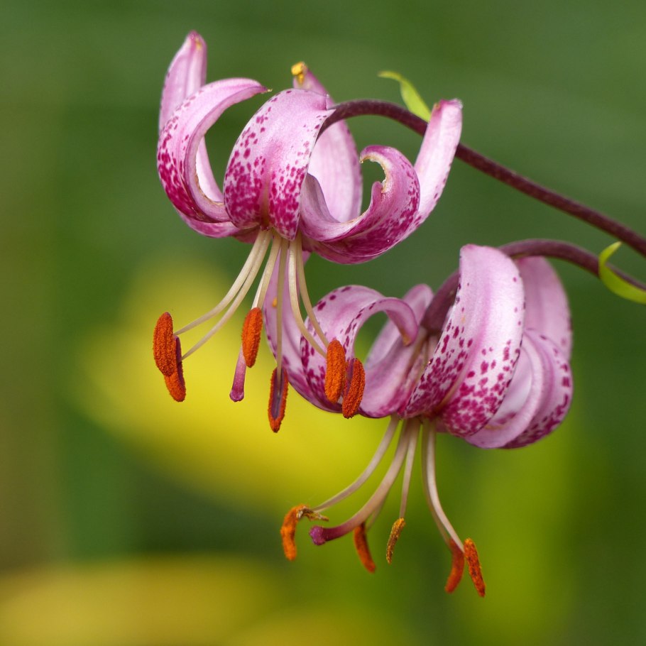 Lilium martagon — Лилия саранка