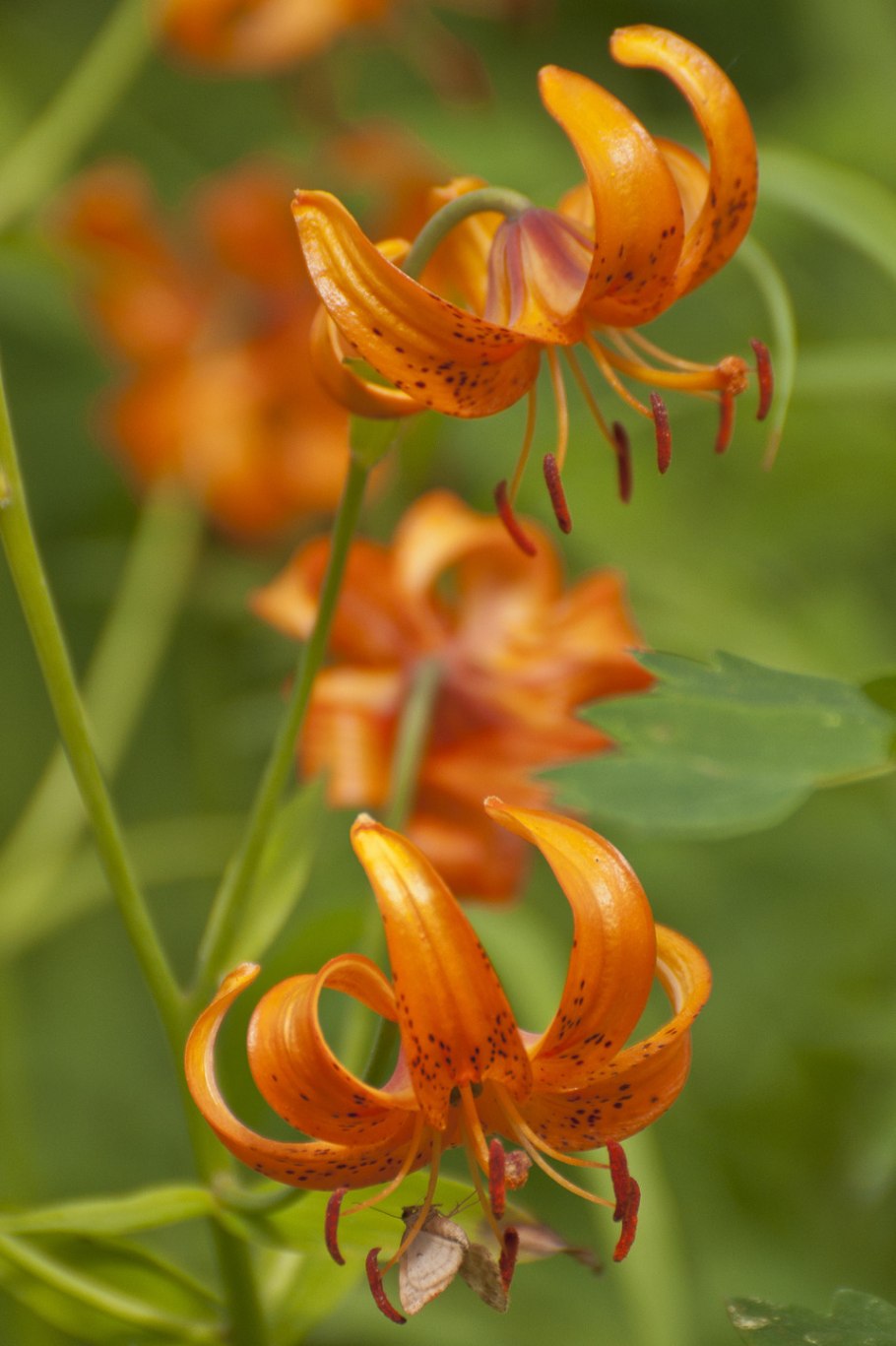 Lilium martagon — Лилия саранка