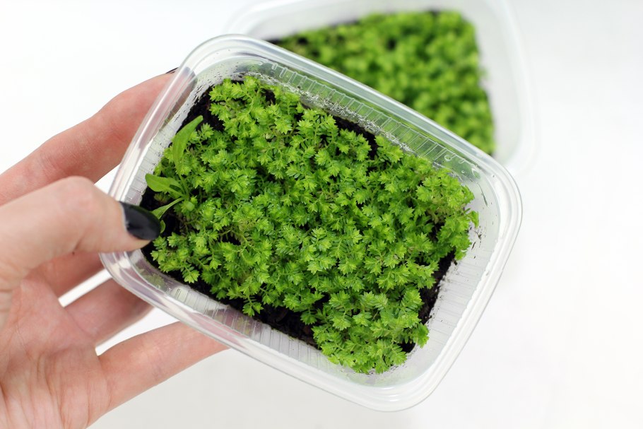 Папоротник селагинелла Мосс