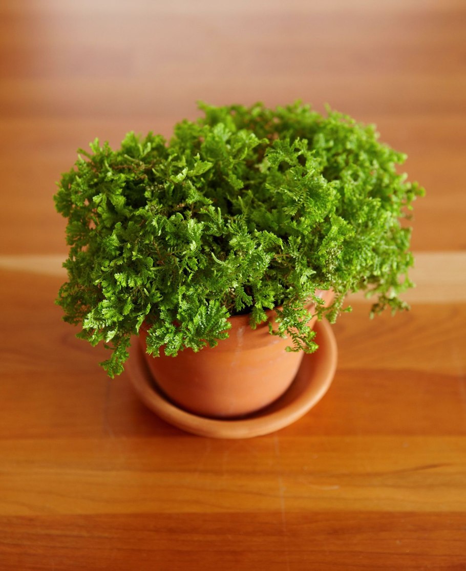 Селагинелла швейцарская (Selaginella helvetica)