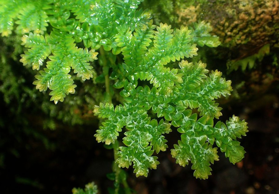 Selaginella umbrosa