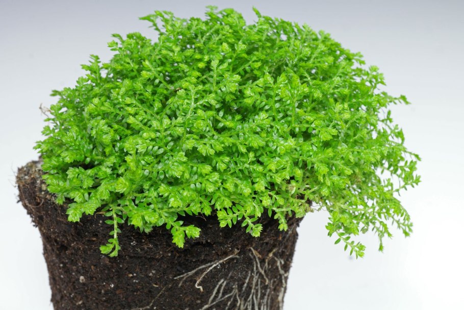 Селагинелла Мартенсии