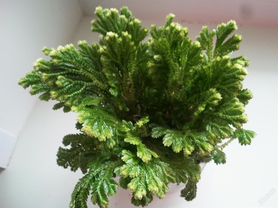 Хвойное растение Selaginella