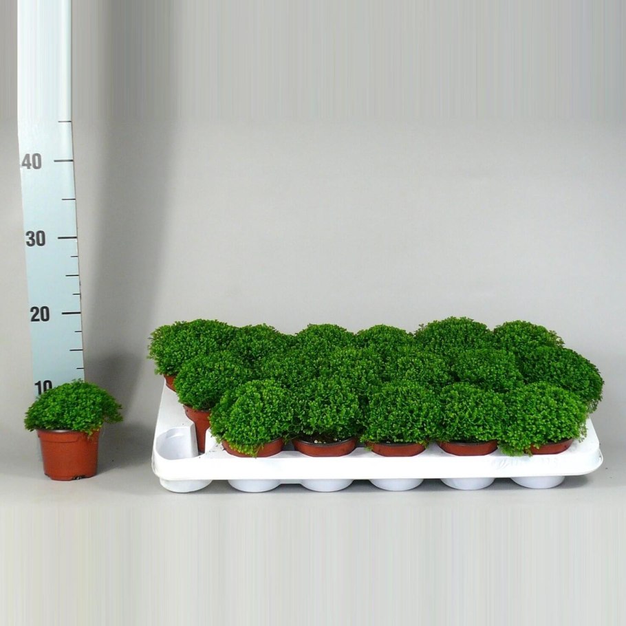 Папоротник селагинелла