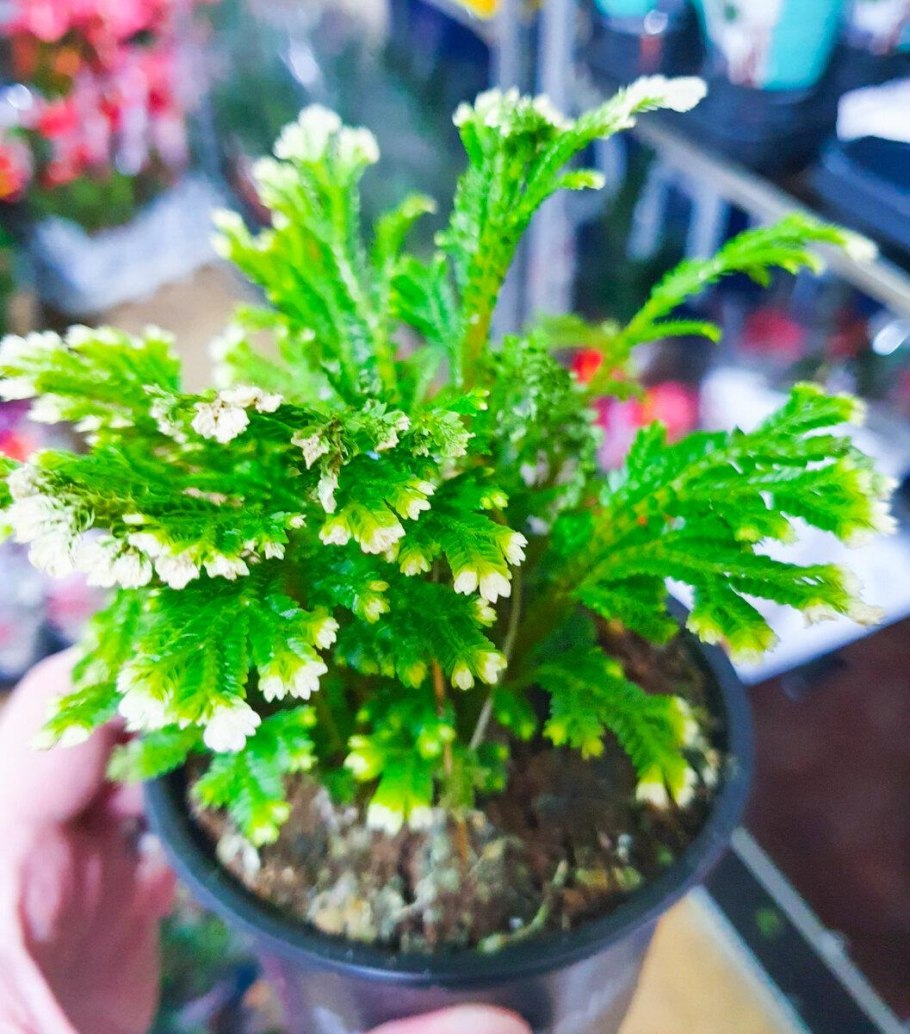 Роза селагинелла