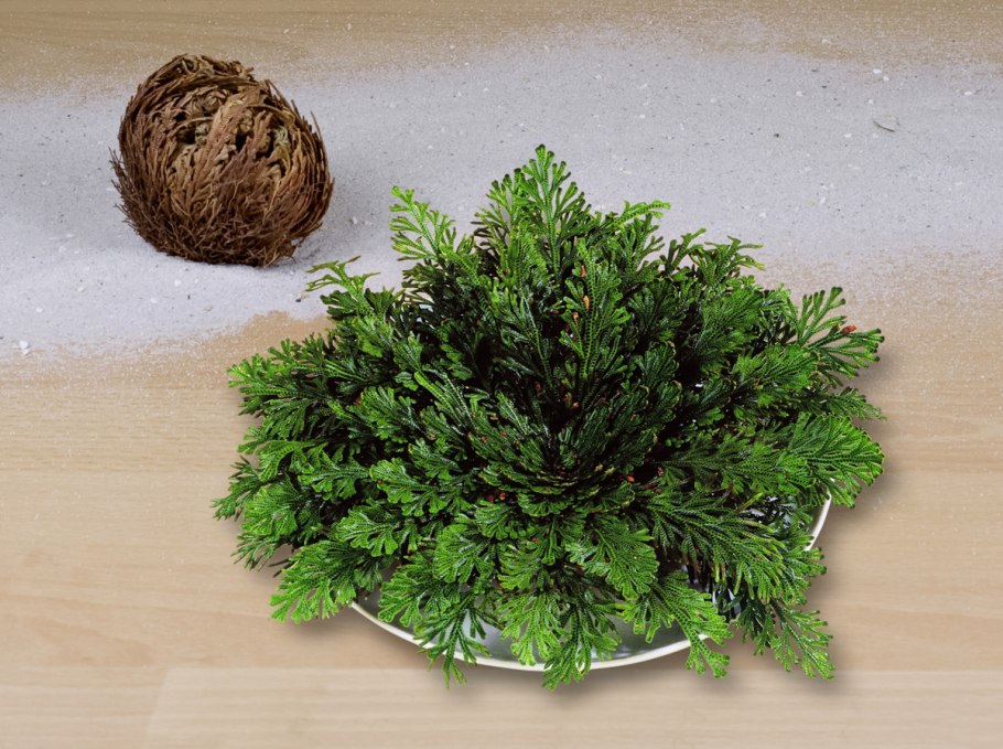 Селагинелла апода 9/15