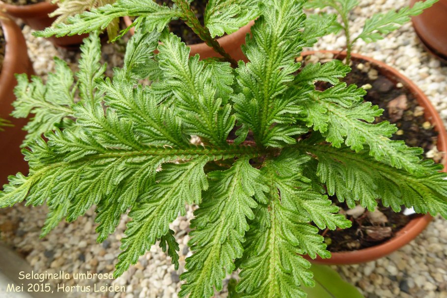 Комнатное растение похожее на петрушку
