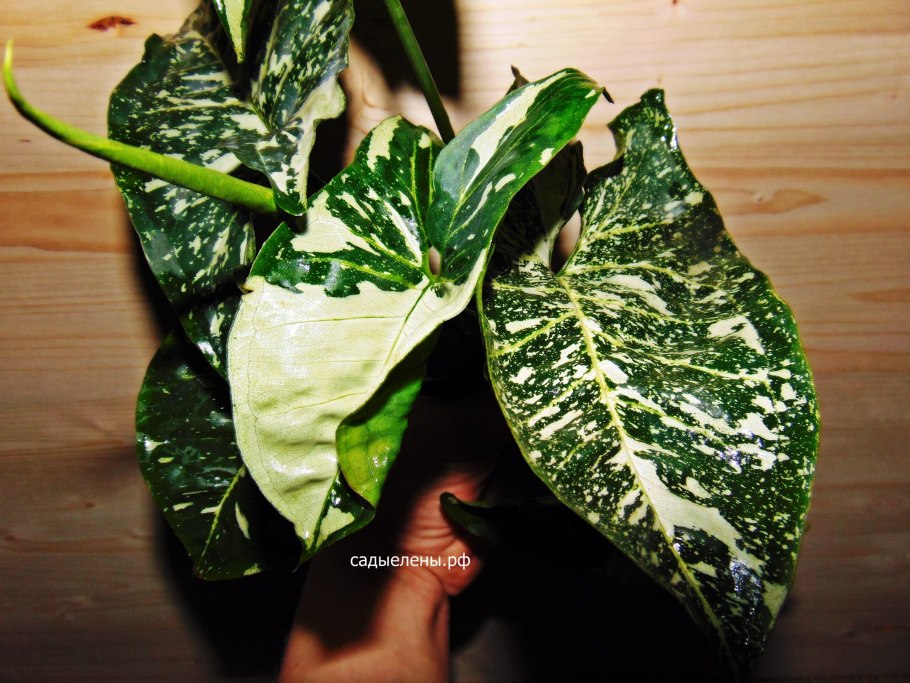 Сингониум albo