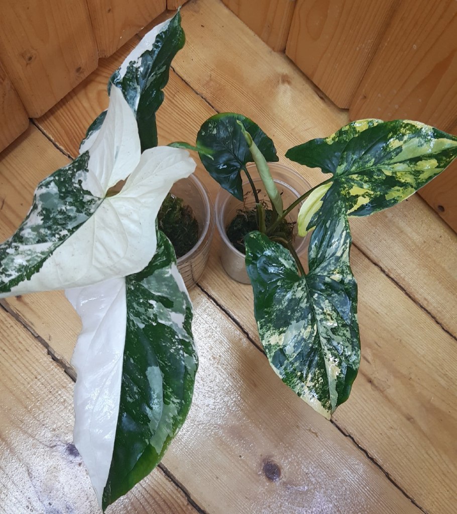 Ангустатум сингониум Сальвадор