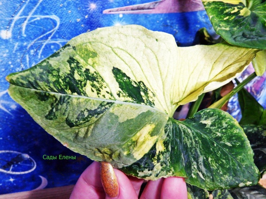 Сингониум Berry