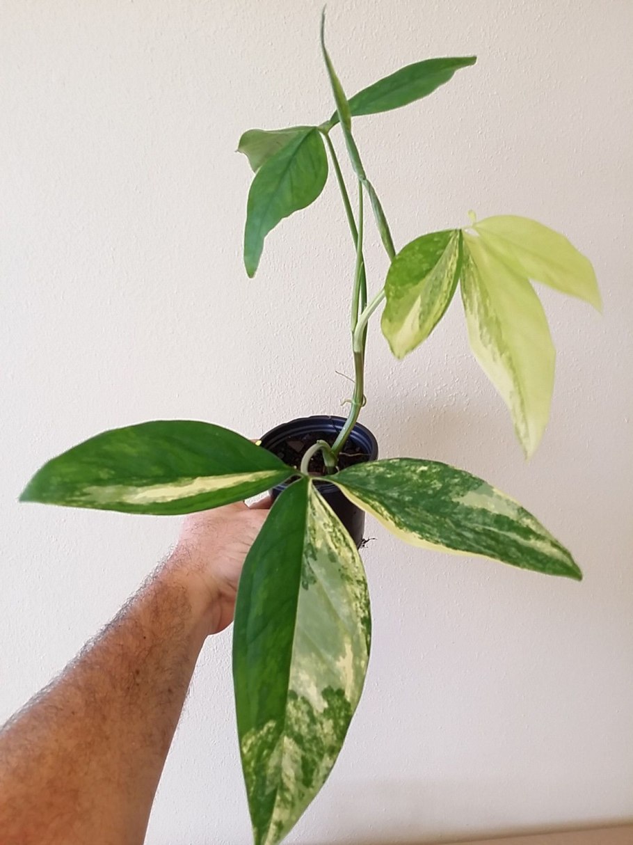 Сингониум Джулия