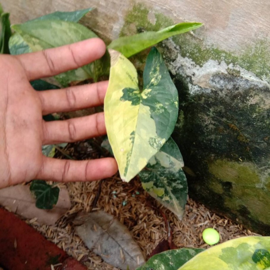 Сингониум Панда Вайт