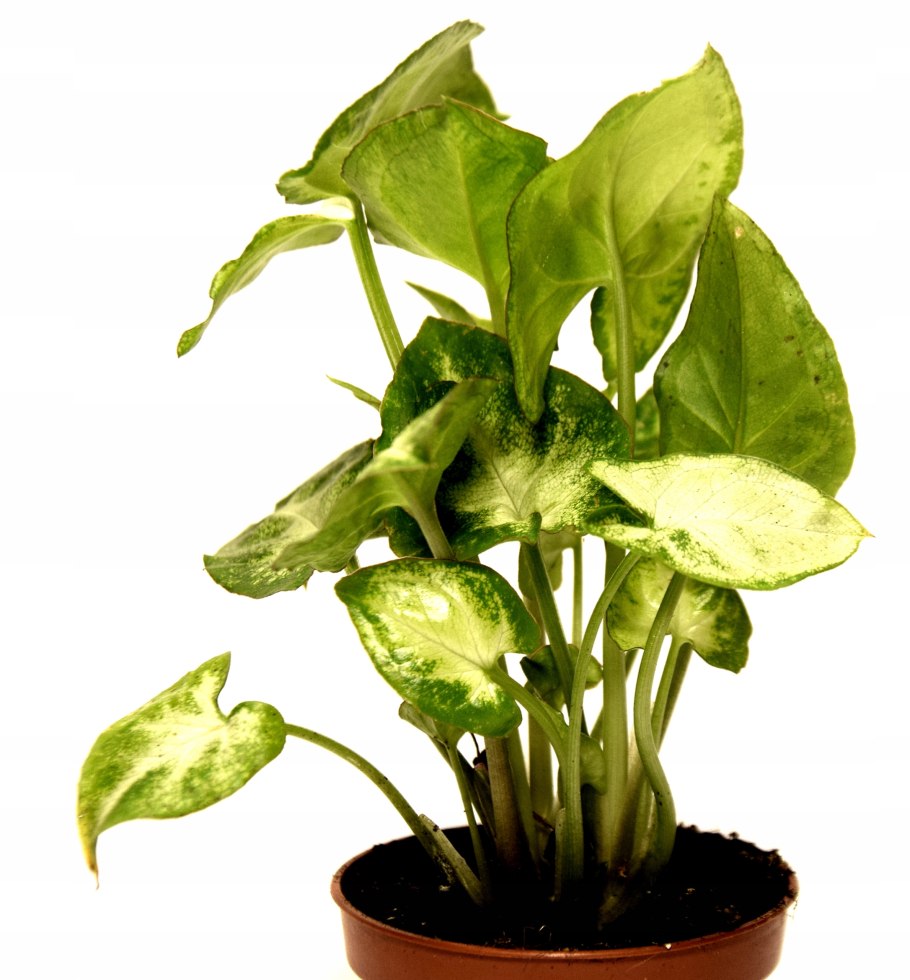 Сингониум лайм Грин