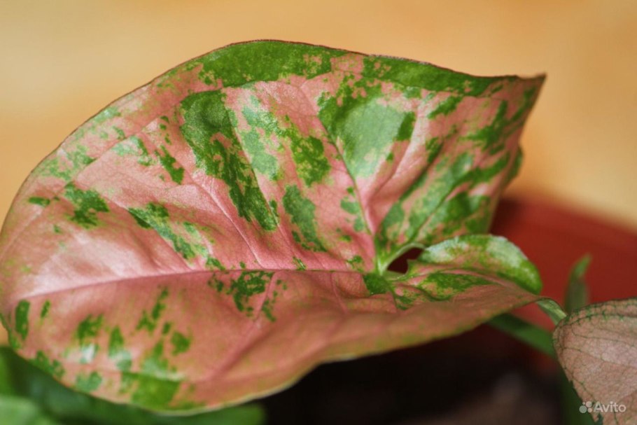 Сингониум wendlandii Scrambled Eggs