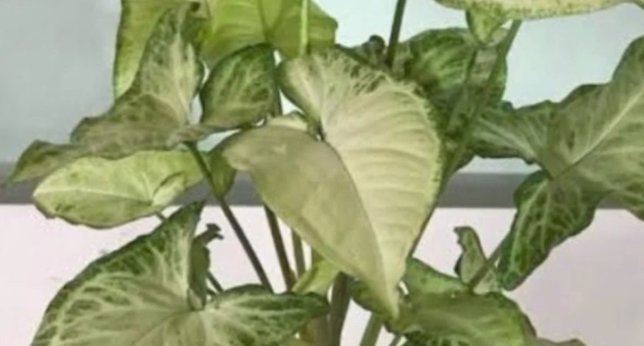 Сингониум Тиффани