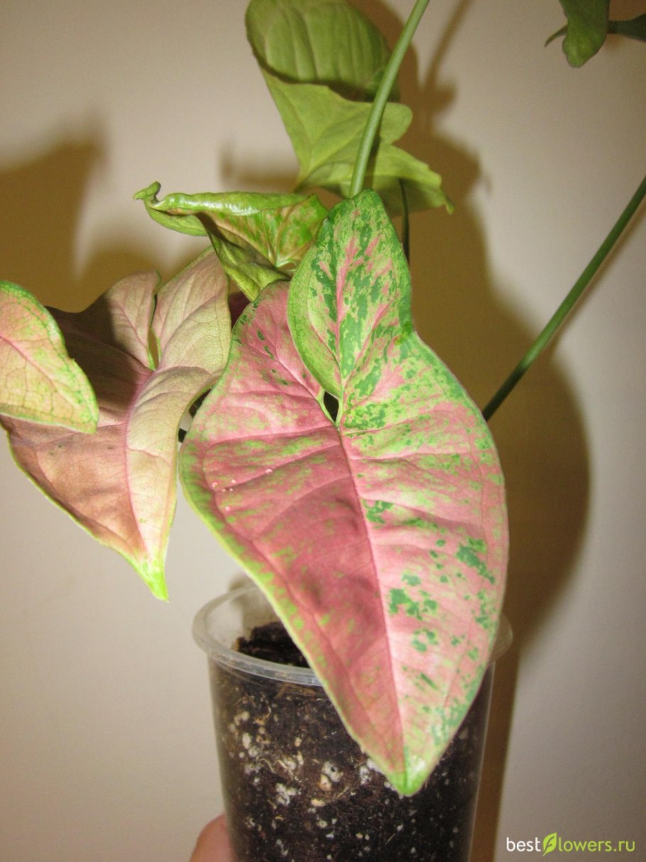 Сингониум Syngonium albo-variegatum