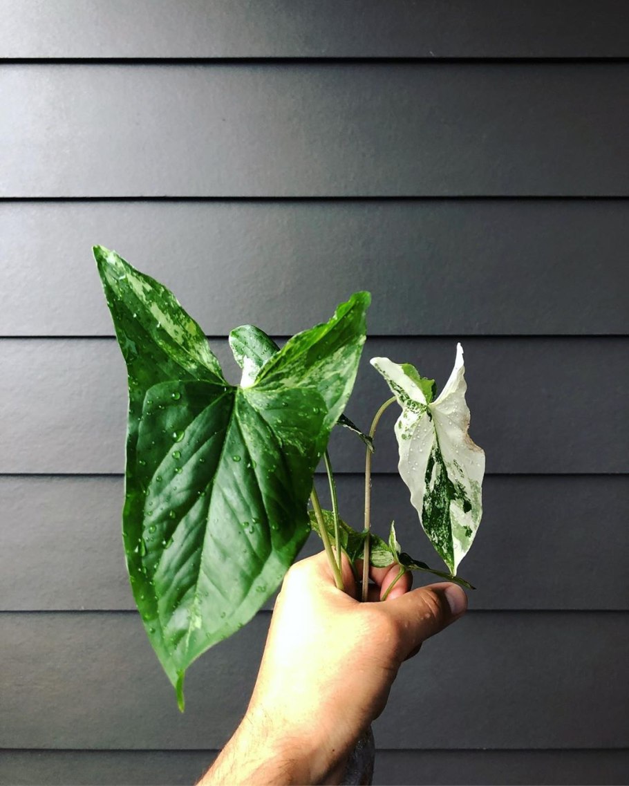 Syngonium robusta/сингониум Робуста