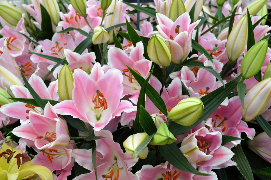 Лилиум цветок