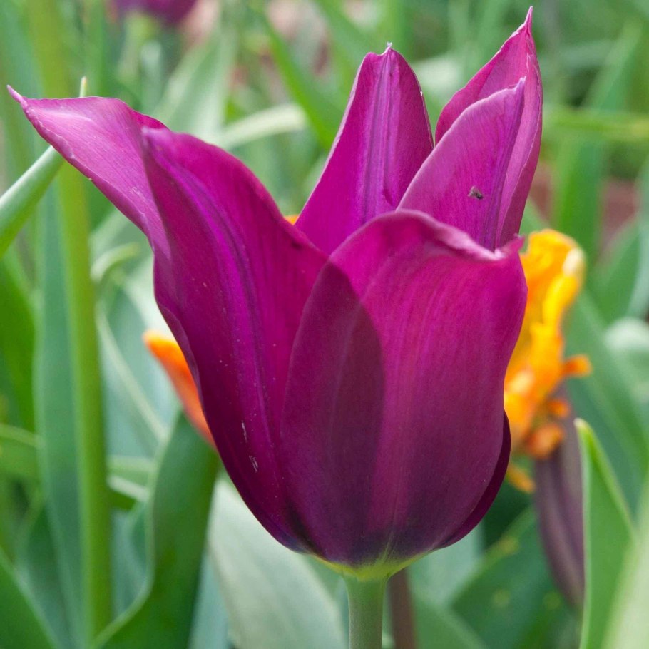 Тюльпан Ботанический полихрома