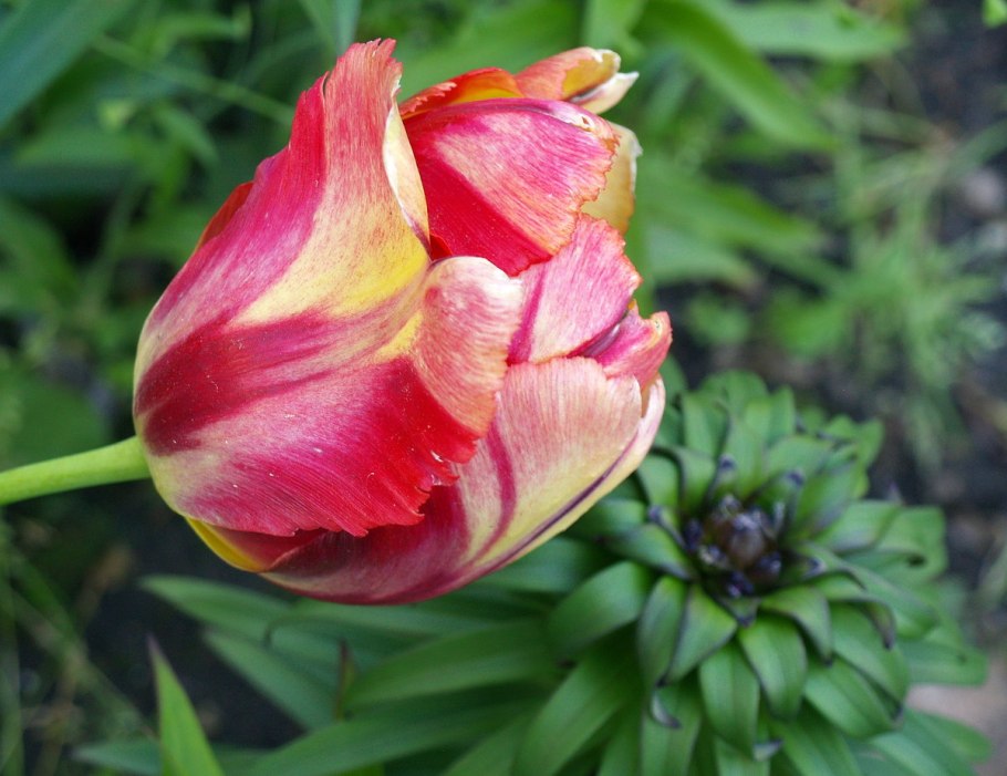 Тюльпан Гвен