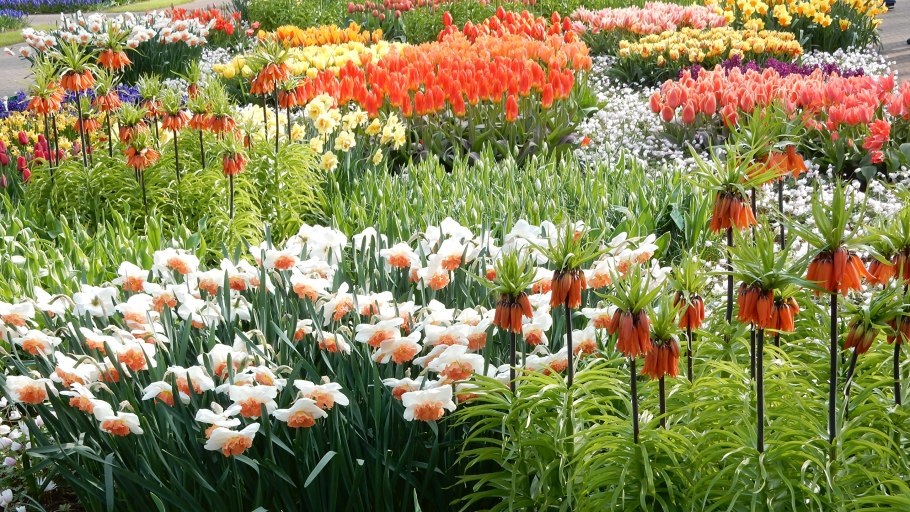 Тюльпан узколистный