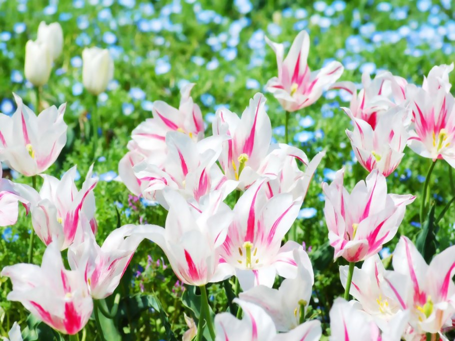 Роза Лилия тюльпан