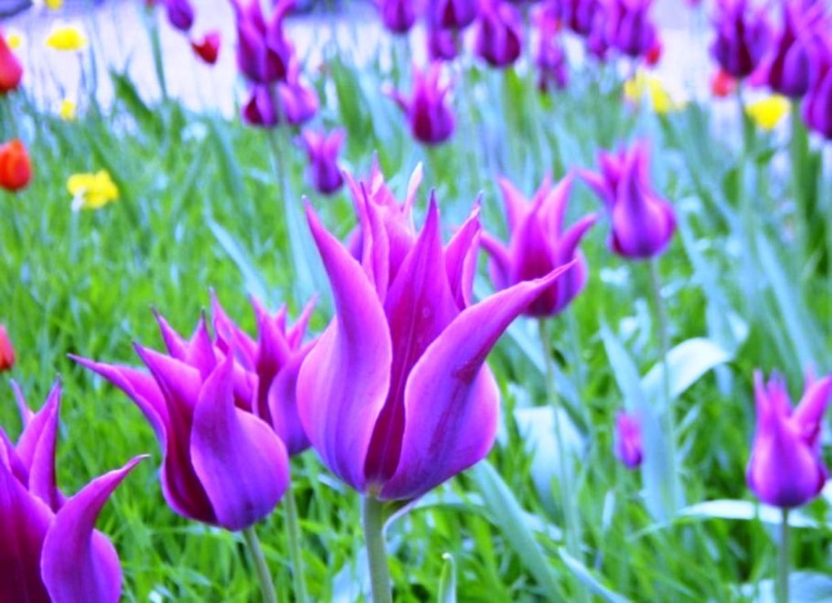 Тюльпан Баллада Дрим