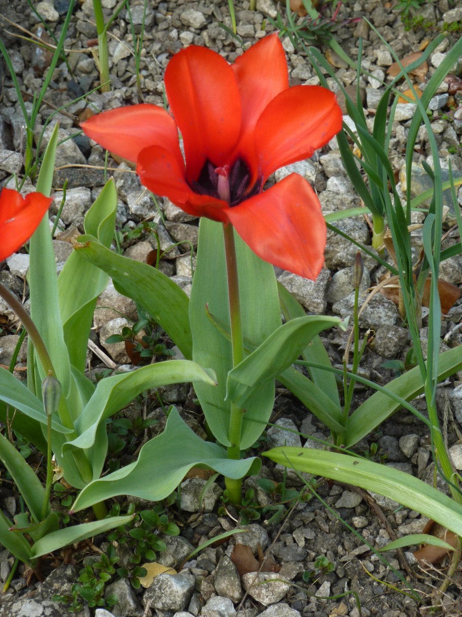 Лилейные (Liliaceae)