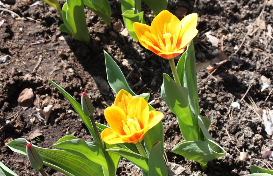 Лилии,тюльпаны: эксклюзив