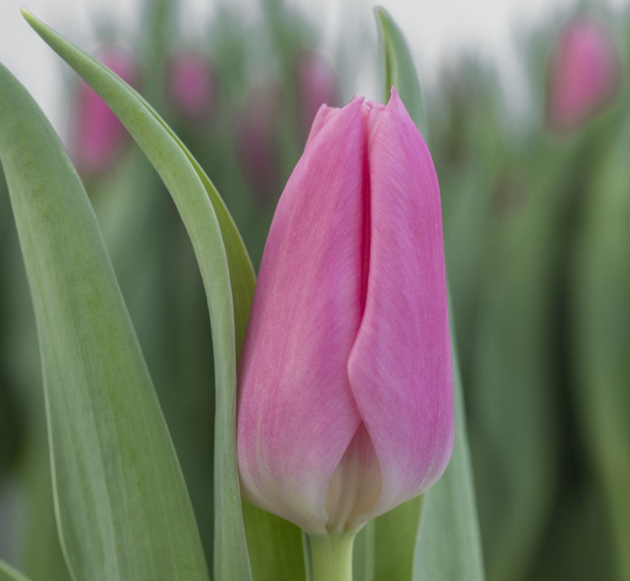 Растение с красными цветами похожими на тюльпаны