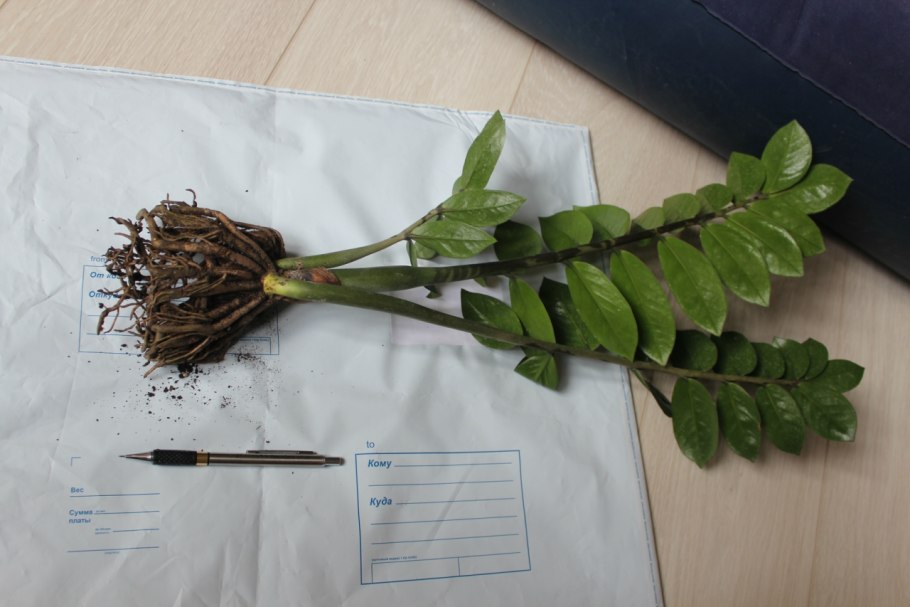 Цветок замиокулькас отросток