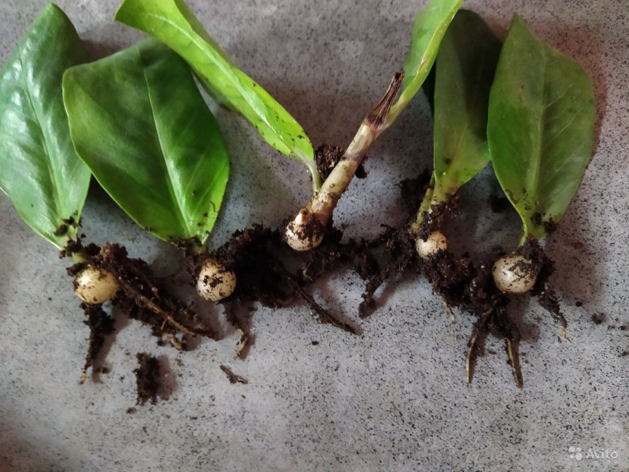 Замиокулькас листорасположение