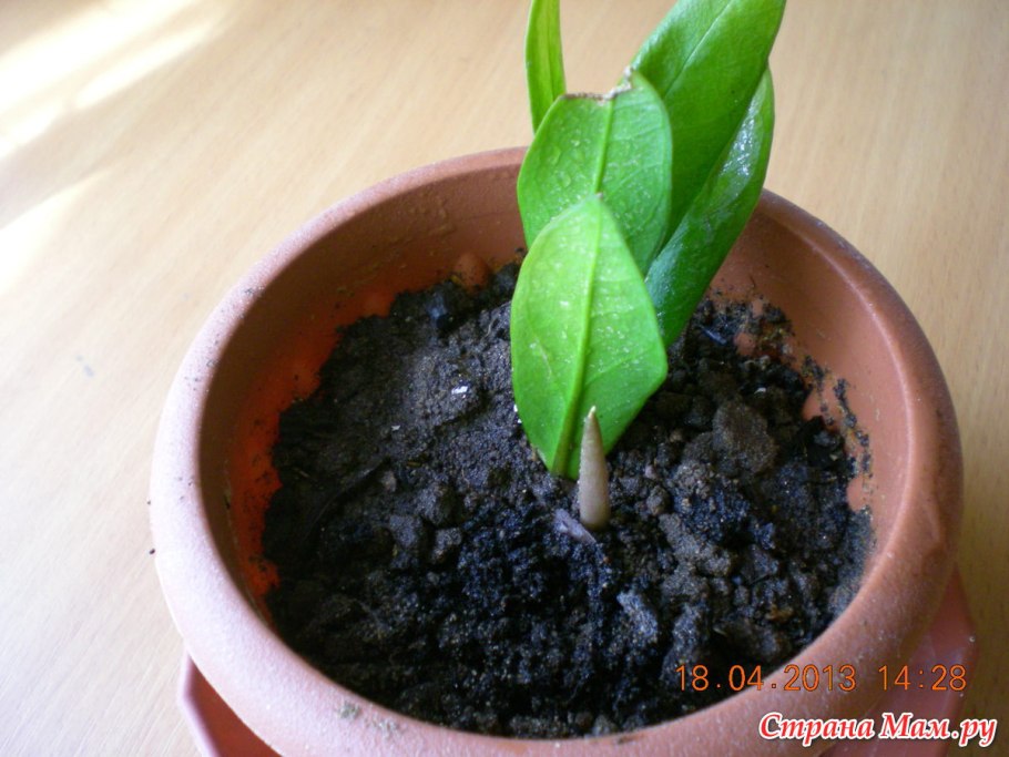 Замиокулькас этапы роста