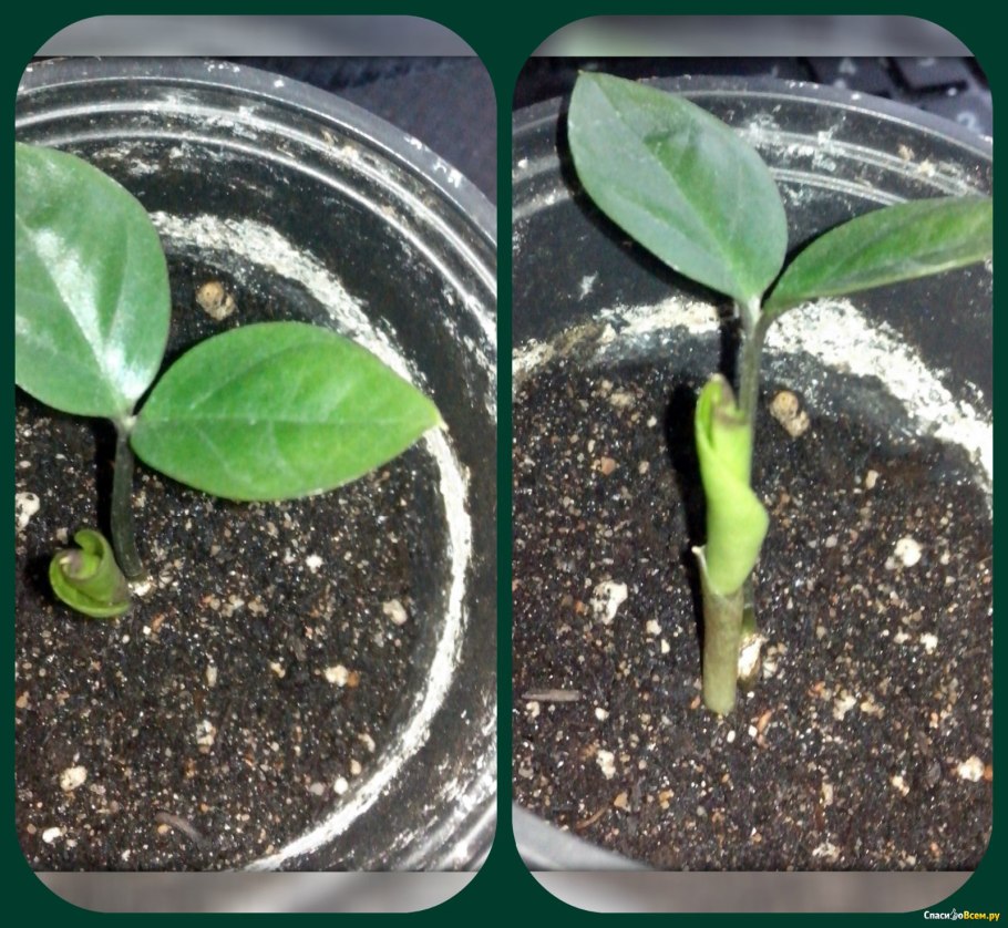 Замиокулькас долларовое дерево размножение