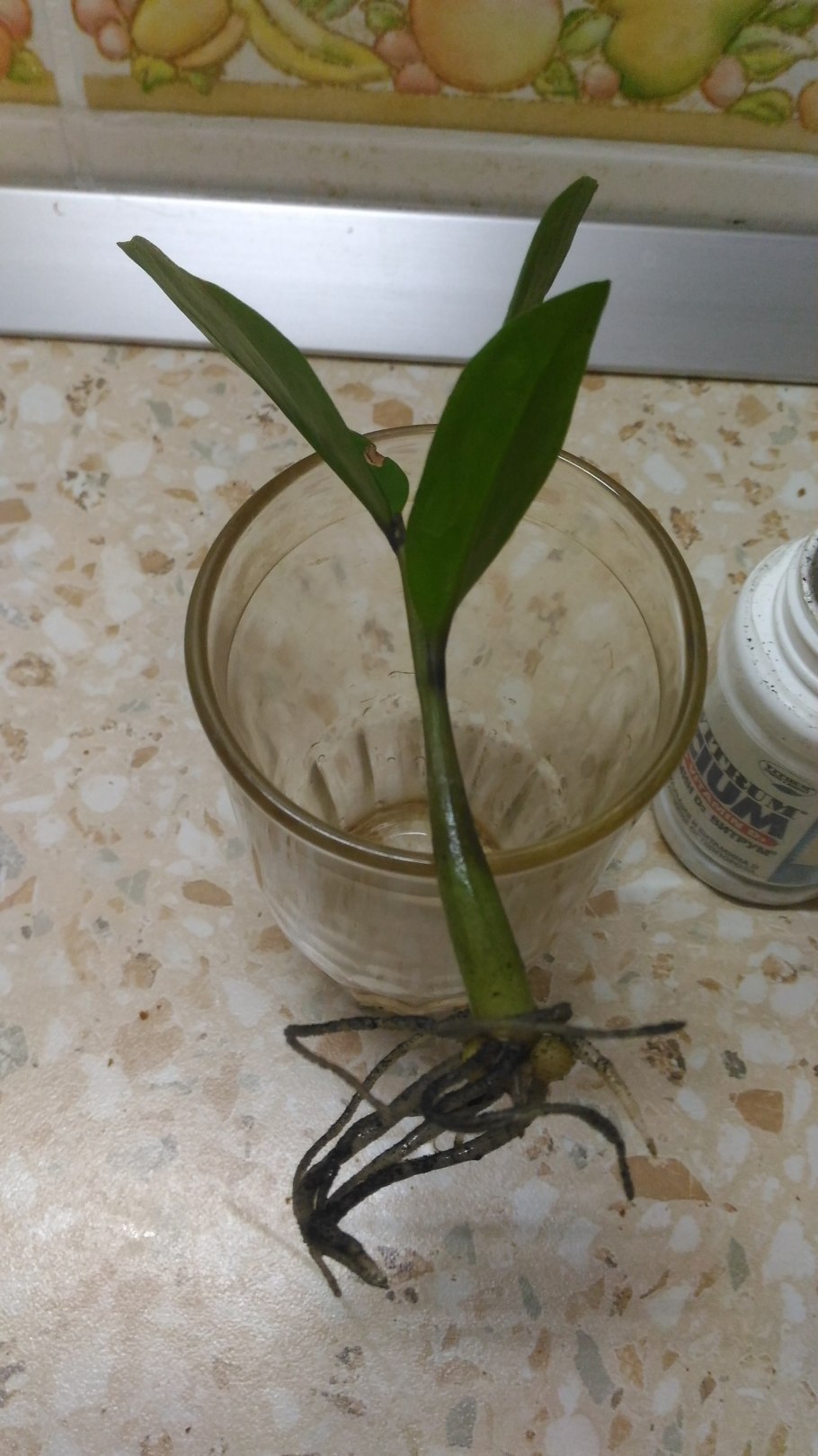 Замиокулькас стебель