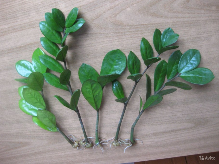 Замиокулькас долларовое дерево размножение