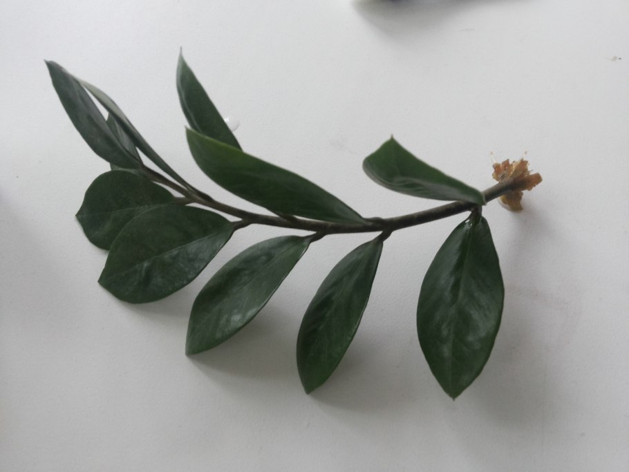 Замиокулькас черенкование