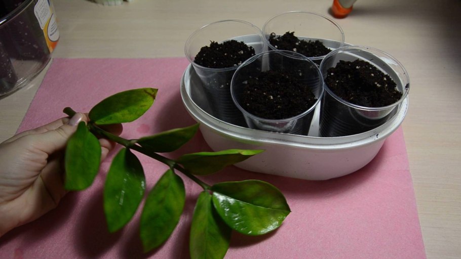 Замиокулькас тайский