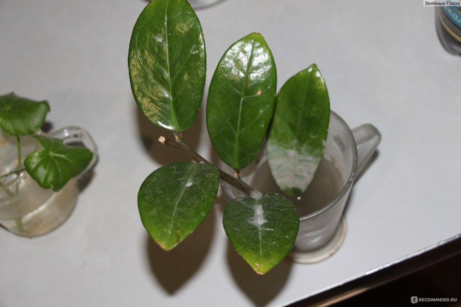 Долларовое дерево цветок