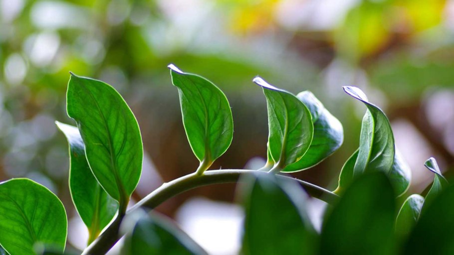 Лист замиокулькаса с клубеньком