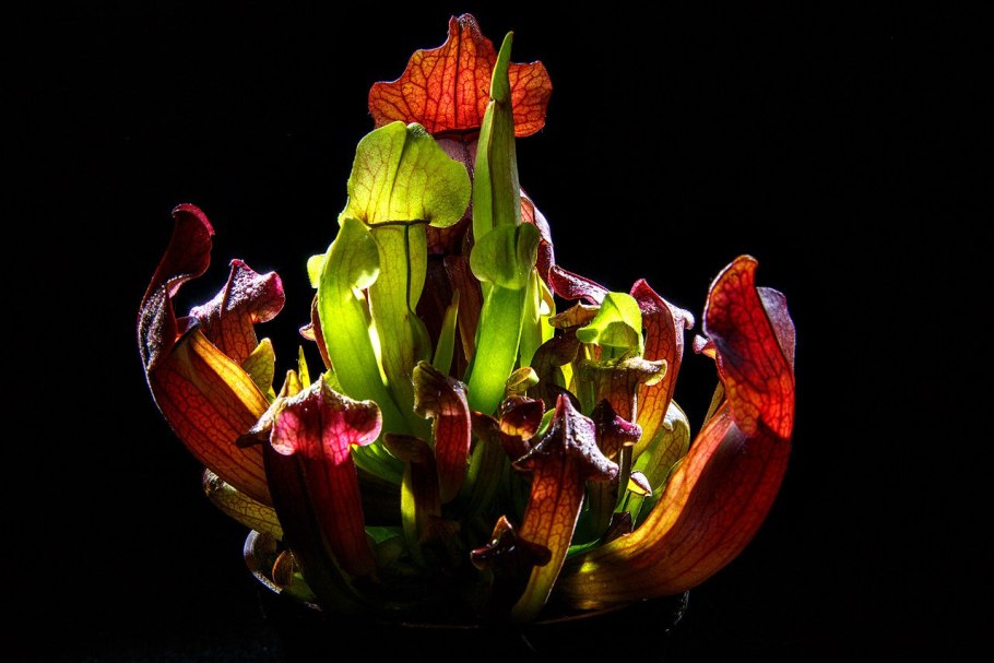 Хищные растения на черном фоне