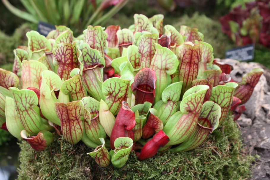 Sarracenia psittacina